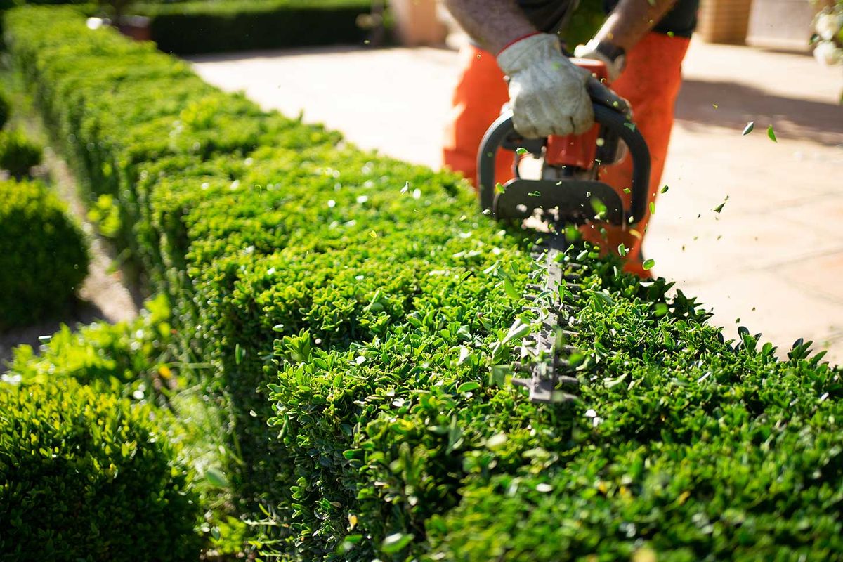 Pruning & Shaping